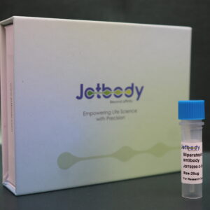 Biparatopic Anti-GFP vNar Antibody