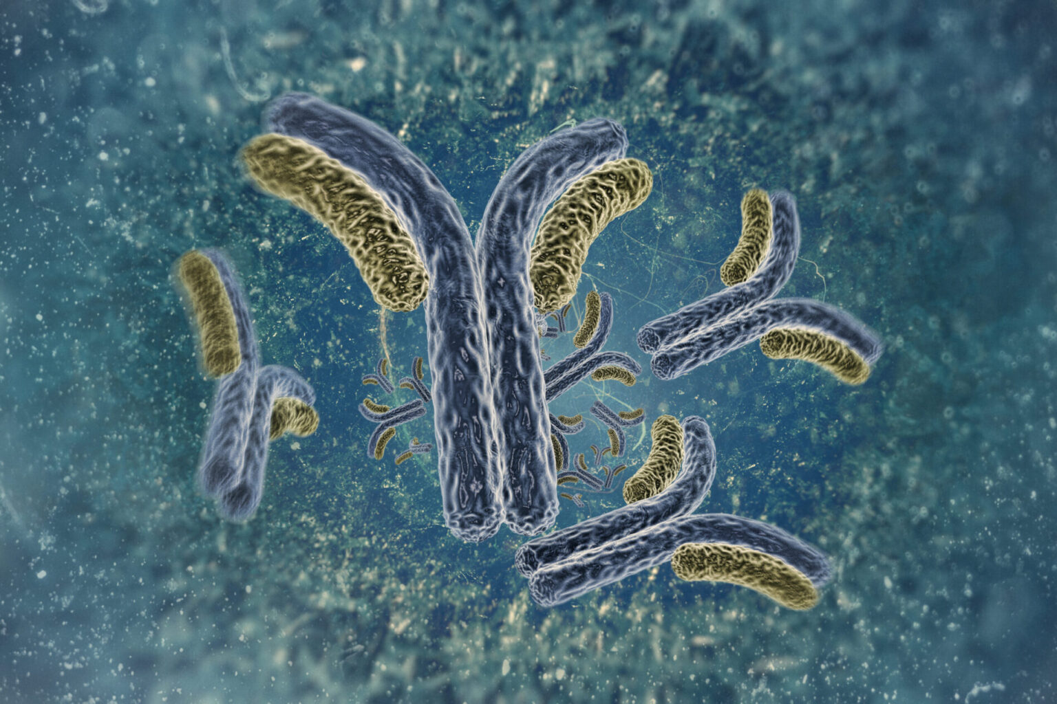 Illustration of antibodies binding to target antigens
