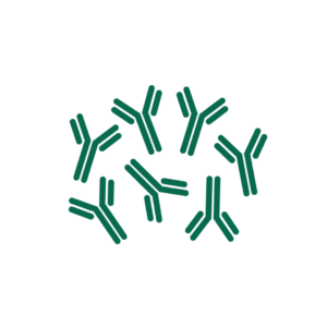 Antibody Production Services